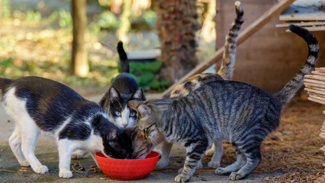 Πώς μπορούμε να βοηθήσουμε τις γάτες που ζουν στις γατοαποικίες της γειτονιάς μας