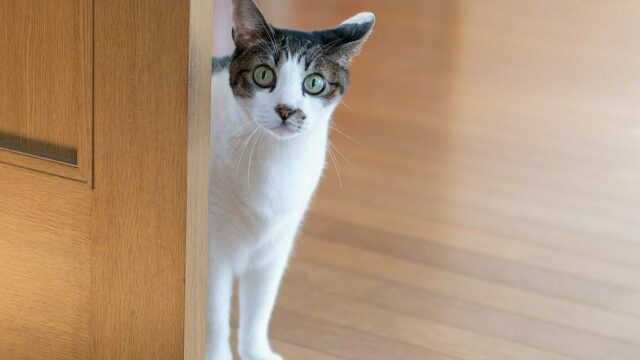 «Το τεστ των 3 δευτερολέπτων»: Με ποιον τρόπο οι γάτες κρίνουν αμέσως όποιον μπαίνει στο σπίτι