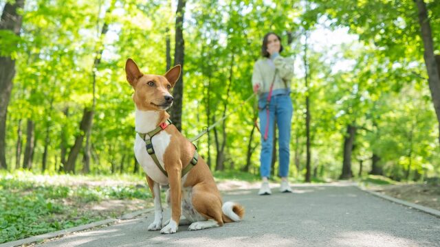 Υιοθετήσατε έναν φοβικό σκύλο; Πώς θα σας βοηθήσει το σαμαράκι