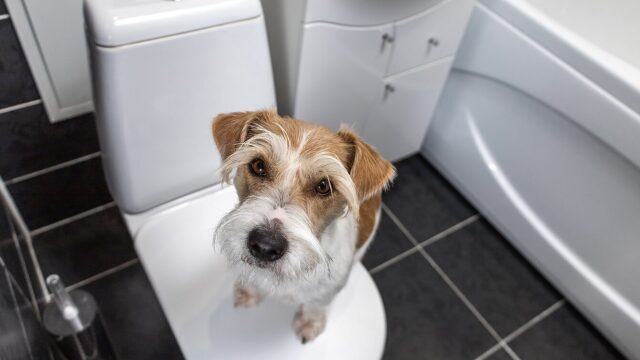 Γιατί ο σκύλος μας δεν πηγαίνει τουαλέτα εκτός σπιτιού - Τι μπορούμε να κάνουμε