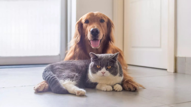 Τα καλύτερα συμπληρώματα διατροφής για να παραμείνει το κατοικίδιό σας υγιές