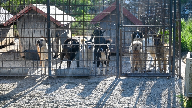Θεσσαλονίκη: Συνελήφθη άνδρας που κρατούσε 68 σκύλους σε άθλιες συνθήκες
