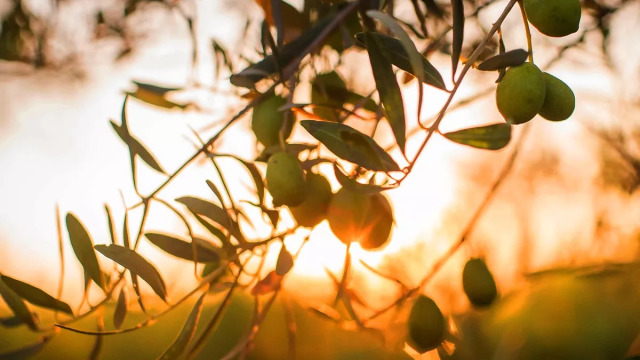 Πολυφαινόλες ελαιολάδου και έλεγχος σωματικού βάρους: Τα σύγχρονα δεδομένα