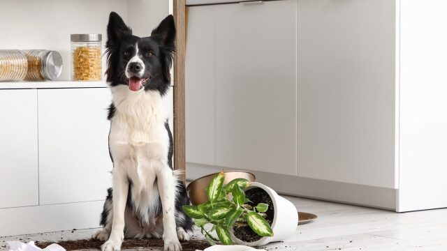Κάνει ο σκύλος μας ζημιές στο σπίτι; Τι μπορούμε να κάνουμε
