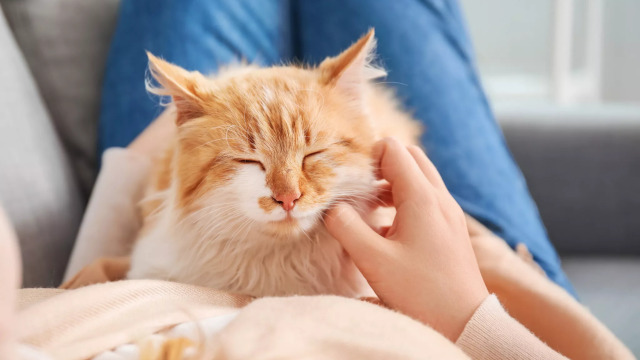 Πώς να βελτιώσετε την ποιότητα ζωής της ηλικιωμένης γάτας σας