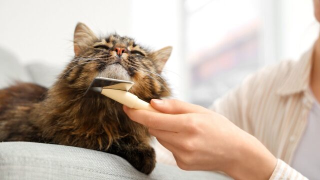 Όλα όσα πρέπει να γνωρίζετε για το βούρτσισμα της γάτας σας