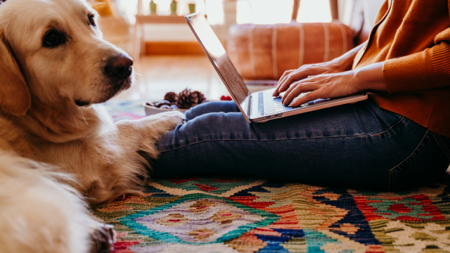 Τι σημαίνει όταν ο σκύλος δίνει την πατούσα του: Οι περισσότεροι κάνουν λάθος