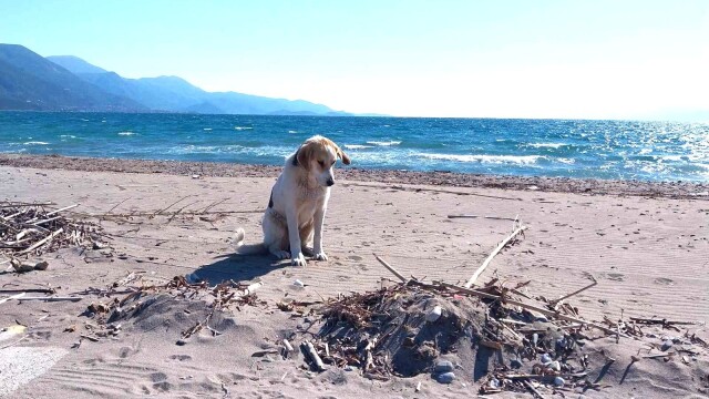 Η τρυφερή Τζόι ζει σε μια παραλία μόνη- Ψάχνει ένα μόνιμο σπίτι να φύγει από εκεί