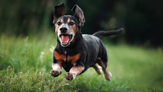 Ηλικιωμένος σκύλος: Πώς θα τον βοηθήσουμε να παραμείνει υγιής