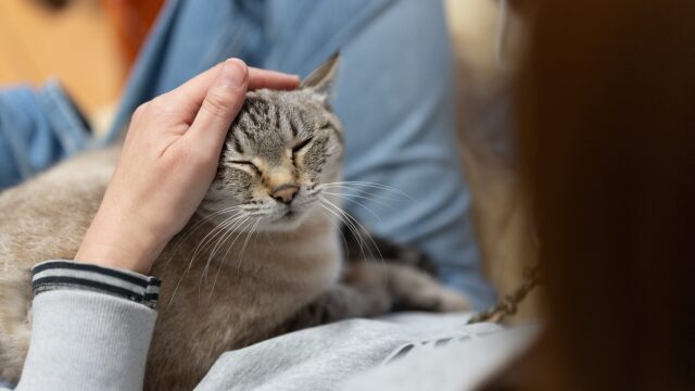 Γνωρίζουν οι γάτες πότε θα φύγουν από τη ζωή; Πώς συμπεριφέρονται όταν πλησιάζει το τέλος