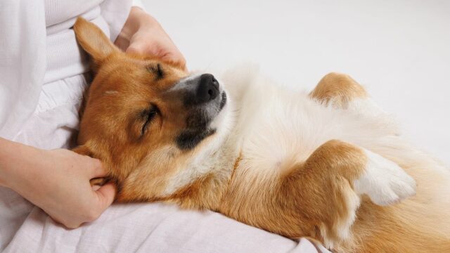 Πώς να κάνετε θεραπευτικό μασάζ στον σκύλο σας – Συμβουλές για να χαλαρώσει και να το απολαύσει