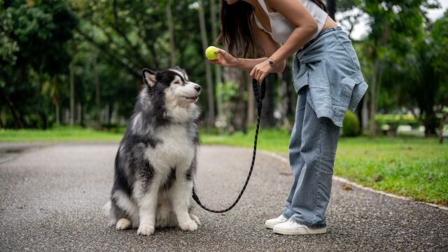 Αυτά είναι τα 3 μυστικά για μια πετυχημένη εκπαίδευση του σκύλου μας