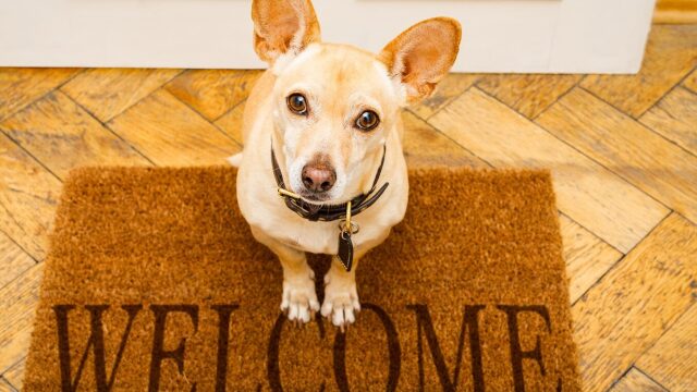Πώς υποδέχεται ο σκύλος σας τους καλεσμένους στο σπίτι – Τι δείχνει η συμπεριφορά αυτή για τον χαρακτήρα του