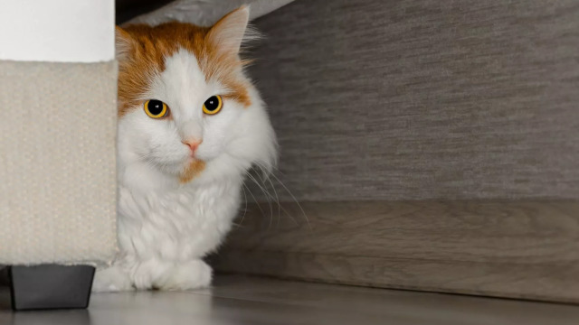 Σταμάτησε η γάτα σας να κοιμάται μαζί σας; Οι 5 πιθανοί λόγοι