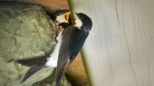 Σπιτοχελίδονα: Πώς να φτιάξουμε μόνοι μας φωλιές για τα χελιδόνια που κυκλοφορούν στις πόλεις