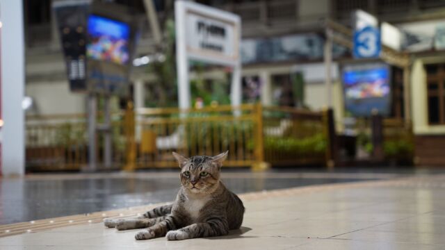 Η μυστική ζωή των αδέσποτων γατών- Τι κάνουν όταν έρχεται το βράδυ