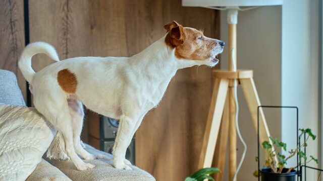 Γιατί γαβγίζει ο σκύλος κάθε φορά που χτυπάει το κουδούνι στο σπίτι μας