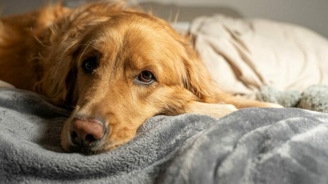 Έχει ο σκύλος σας πυρετό; Όλα όσα πρέπει να γνωρίζετε για να τον φροντίσετε σωστά