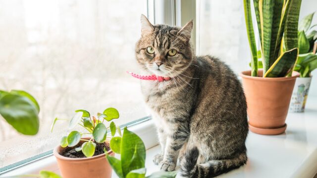 Ήρθε η άνοιξη! Κρατήστε τον σκύλο και τη γάτα σας υγιή με τα καλύτερα αντιπαρασιτικά προϊόντα