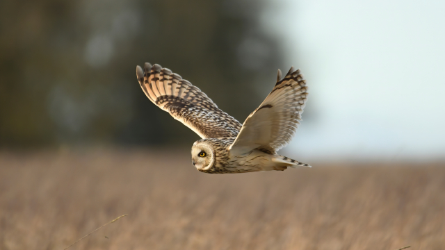 10 υπέροχοι Βαλτόμπουφοι στο Δέλτα Αξιού
