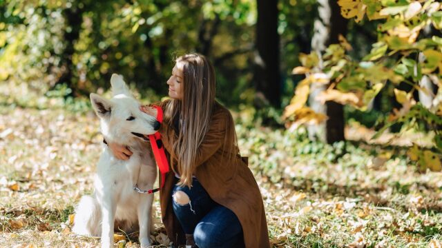Είναι καλό για τον σκύλο μας να τον χαϊδεύουμε στη βόλτα; Πώς επηρεάζει αυτό την εκπαίδευσή του