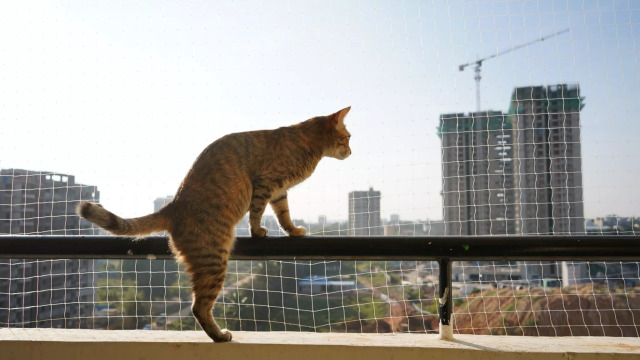 7 ιδέες για να κάνουμε ασφαλές το σπίτι για τη γάτα μας