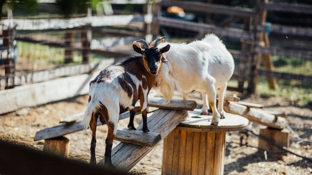 10 αγροκτήματα για οικογενειακή βόλτα στη φύση, σε κήπους γεμάτους φρούτα, λαχανικά και ζώα