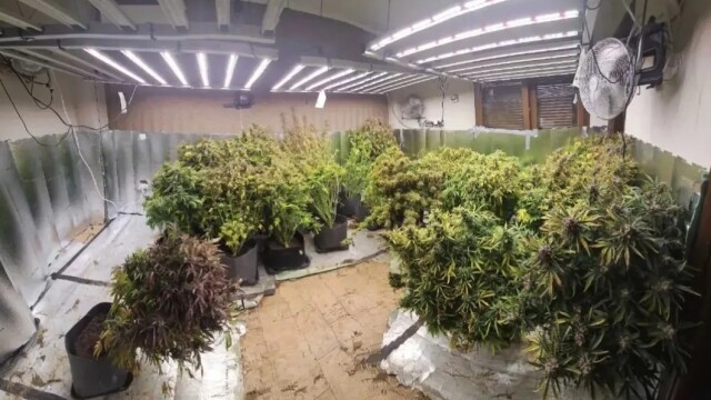 Εξαρθρώθηκε εγκληματική οργάνωση που είχε στήσει εργαστήρι υδροπονικής κάνναβης σε μονοκατοικία στη Θεσσαλονίκη, βίντεο και φωτογραφίες