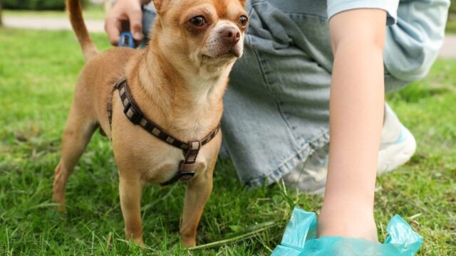 Γιατί αρέσει στον σκύλο μας να τρώει ακαθαρσίες – Το πρόβλημα υγείας που μπορεί να αντιμετωπίζει
