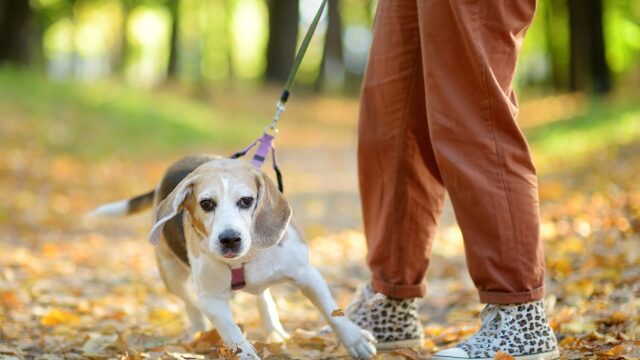Γιατί ο σκύλος τρομάζει και θέλει να επιστρέψει στο σπίτι μετά από έναν δυνατό ήχο;
