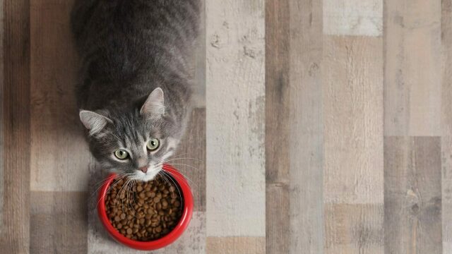 5 μύθοι για τη διατροφή της γάτας καταρρίπτονται
