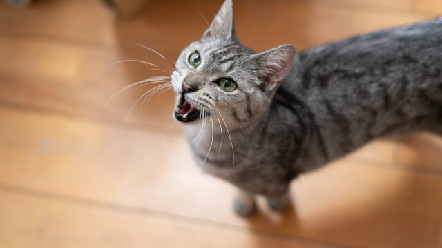Τι θα σας έλεγε η γάτα σας αν μπορούσε να μιλήσει;
