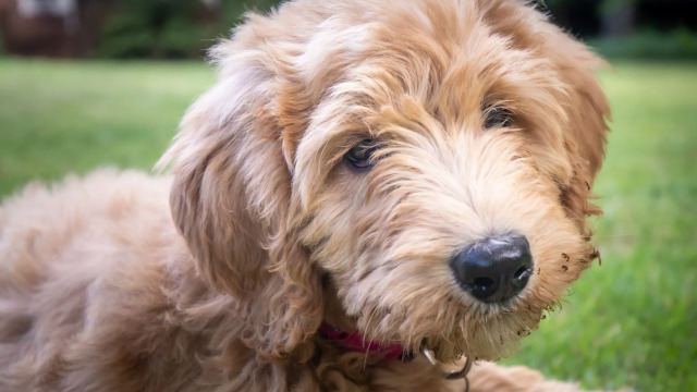 Πώς θα διώξετε τα μυρμήγκια από το σπίτι - Οι κίνδυνοι για τον σκύλο και τη γάτα σας