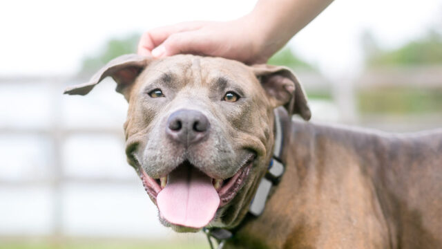 Γιατί οι σκύλοι λατρεύουν τα χάδια