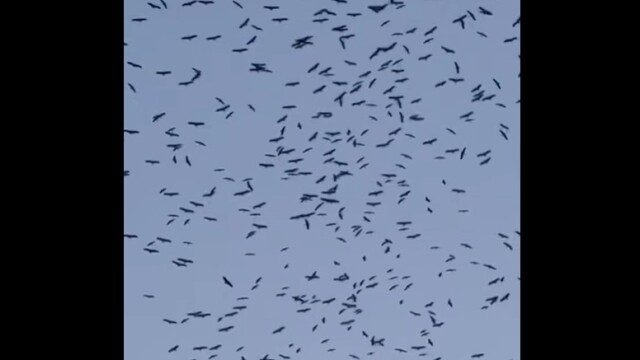 Εντυπωσιακό θέαμα στον Λίβανο: Χιλιάδες πελαργοί γέμισαν τον ουρανό καθ' οδόν προς τους τόπους αναπαραγωγής τους