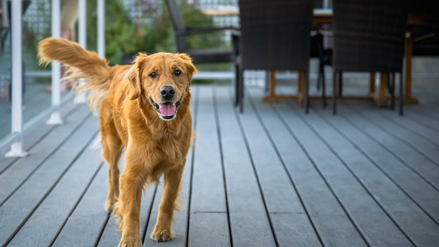 Καταλαβαίνουν οι σκύλοι το όνομά τους; Πώς θα τους το μάθουμε
