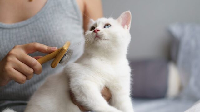 Πώς θα διατηρήσουμε υγιές και λαμπερό το τρίχωμα της γάτας μας

