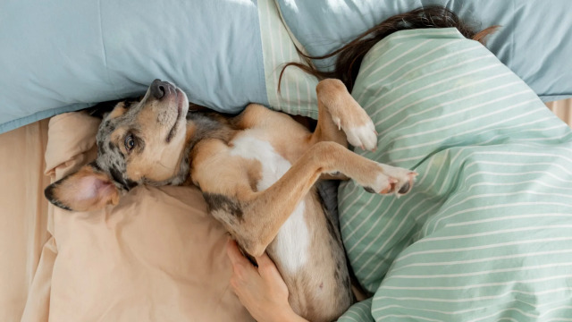 Τι νιώθει ο σκύλος που θέλει να κοιμάται μόνο δίπλα μας – Δεν είναι μόνο η αγάπη
