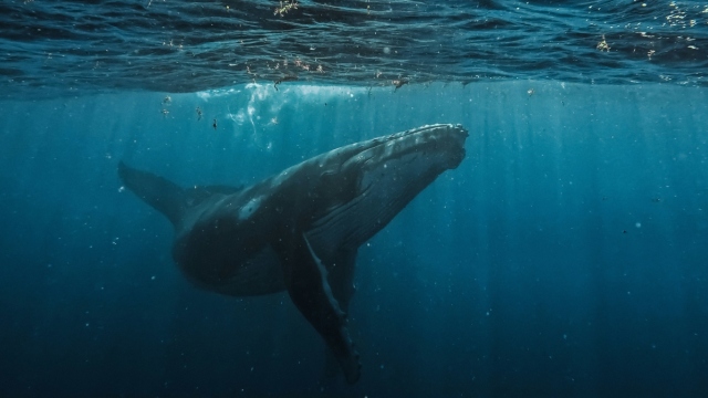 Τα παράξενα πλάσματα που ζουν στα βάθη των ωκεανών και τρέφονται με φάλαινες
