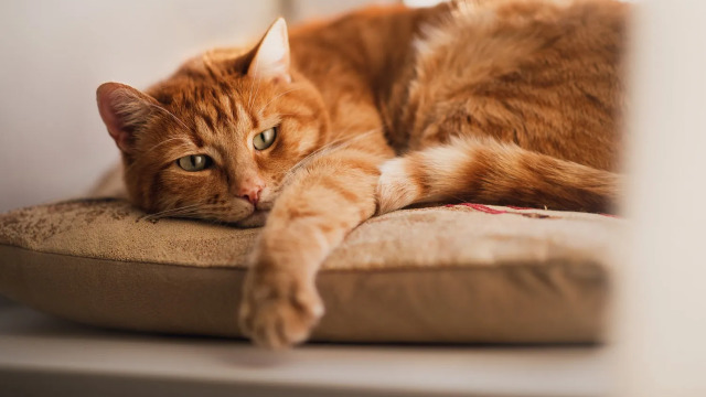 Νιώθετε πως η γάτα σας βαριέται στο σπίτι; Τι μπορείτε να κάνετε