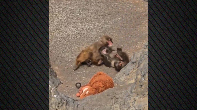 Ο μικρός πίθηκος Punch βρήκε συντροφιά, δείτε εικόνες με τις τρυφερές αγκαλιές
