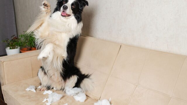 Πώς να σταματήσετε τον σκύλο σας όταν κάνει κάτι που δεν πρέπει χωρίς να τον τιμωρήσετε