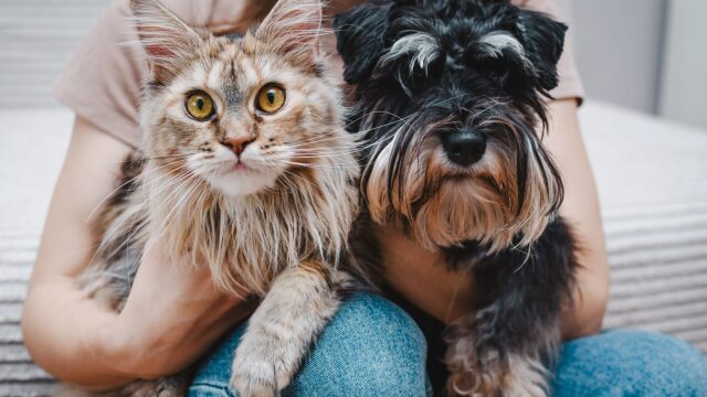 Πώς αντιδρούν οι σκύλοι και οι γάτες όταν ο κηδεμόνας τους χρειάζεται βοήθεια