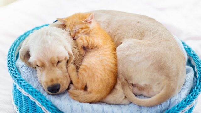 Τα καλύτερα κρεβατάκια και στρώματα που θα λατρέψει το κατοικίδιό σας