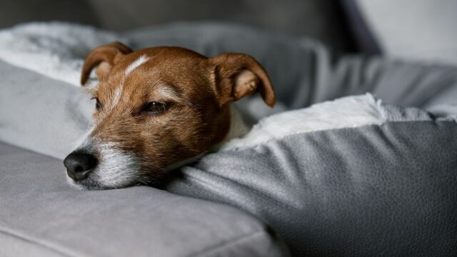 Όταν το κατοικίδιό μας φεύγει από τη ζωή: Ποια είναι τα πρώτα πρακτικά και νομικά βήματα που πρέπει να ακολουθήσουμε