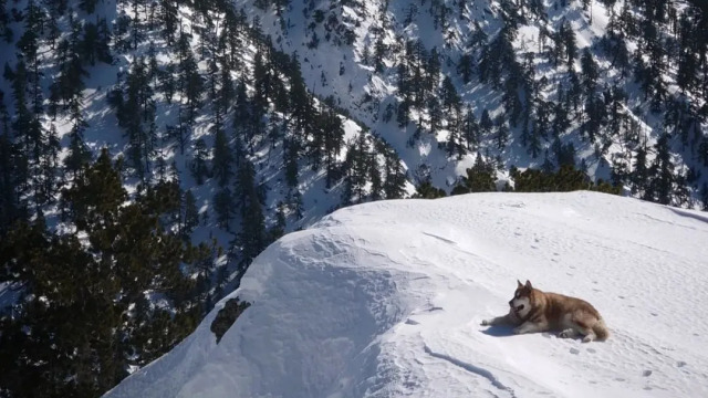 “Έφυγε” από τη ζωή ο Έκτορας, ο “Αγαθός Γίγαντας” του Σμόλικα
