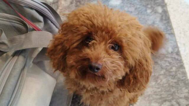 Οι Έλληνες κάτοικοι των Ηνωμένων Αραβικών Εμιράτων τα κατάφεραν και επιστρέφουν στην Ελλάδα μαζί με τα κατοικίδιά τους