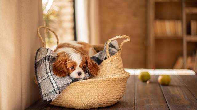 4 φορές που ο σκύλος προσπαθεί να μας πει ότι πονάει
