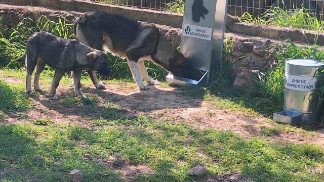 Ταΐστρες για τα αδέσποτα τοποθέτησε ο Δήμος Μαρκόπουλου