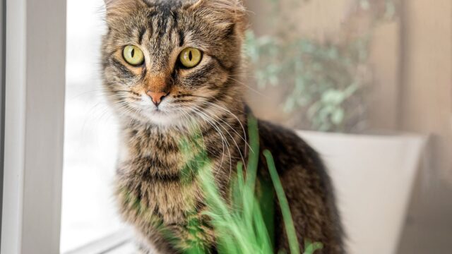 Πώς λένε συγγνώμη οι γάτες; Τα σημάδια ότι η γάτα σας προσπαθεί να απολογηθεί για κάτι που έκανε